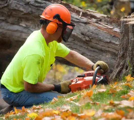 tree services Indian River